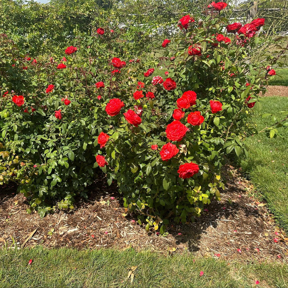 True Bloom™ True Passion® Hybrid Tea Shrub Rose