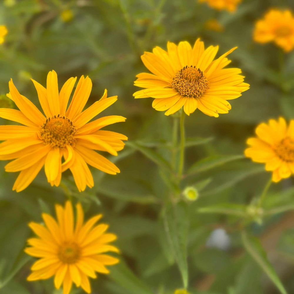 Tuscan Sun False Sunflower