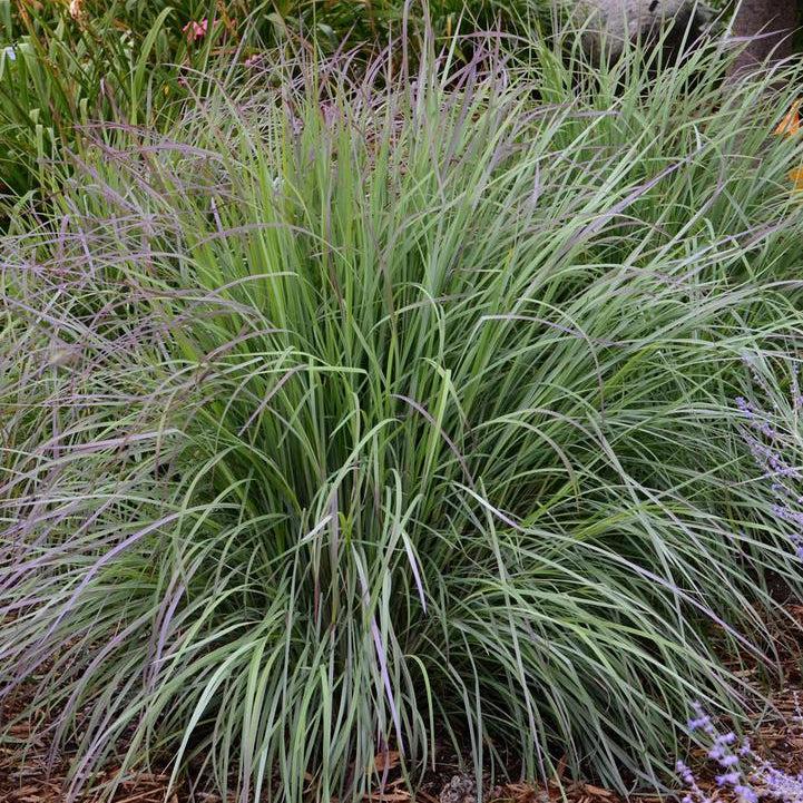 Twilight Zone Little Bluestem |Walters Gardens