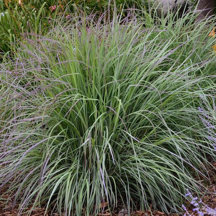 Twilight Zone Little Bluestem |Walters Gardens