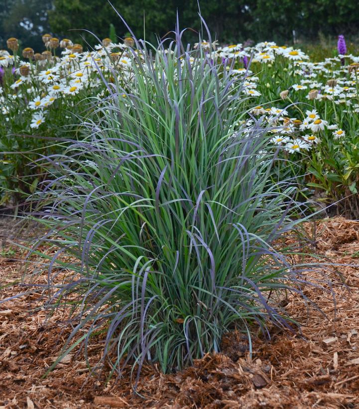 Twilight Zone Little Bluestem |Walters Gardens