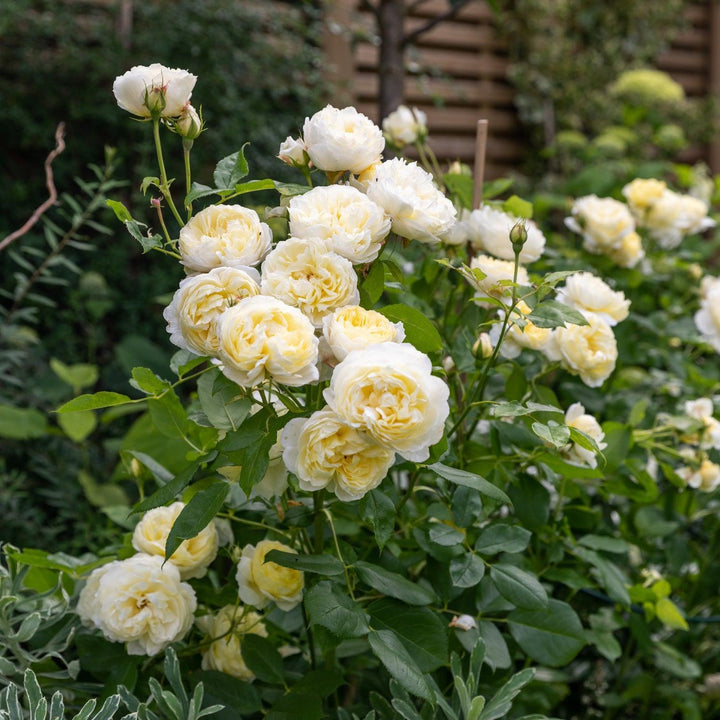 David Austin® Vanessa Bell® English Rose |David Austin® Roses