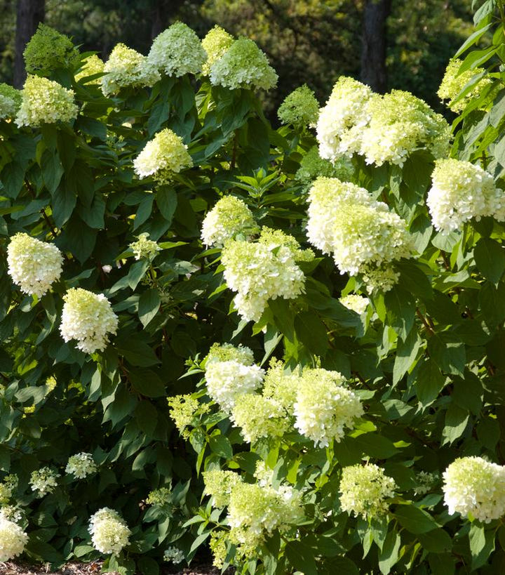 Vanilla Strawberry™ Panicle Hydrangea |Bailey Nurseries