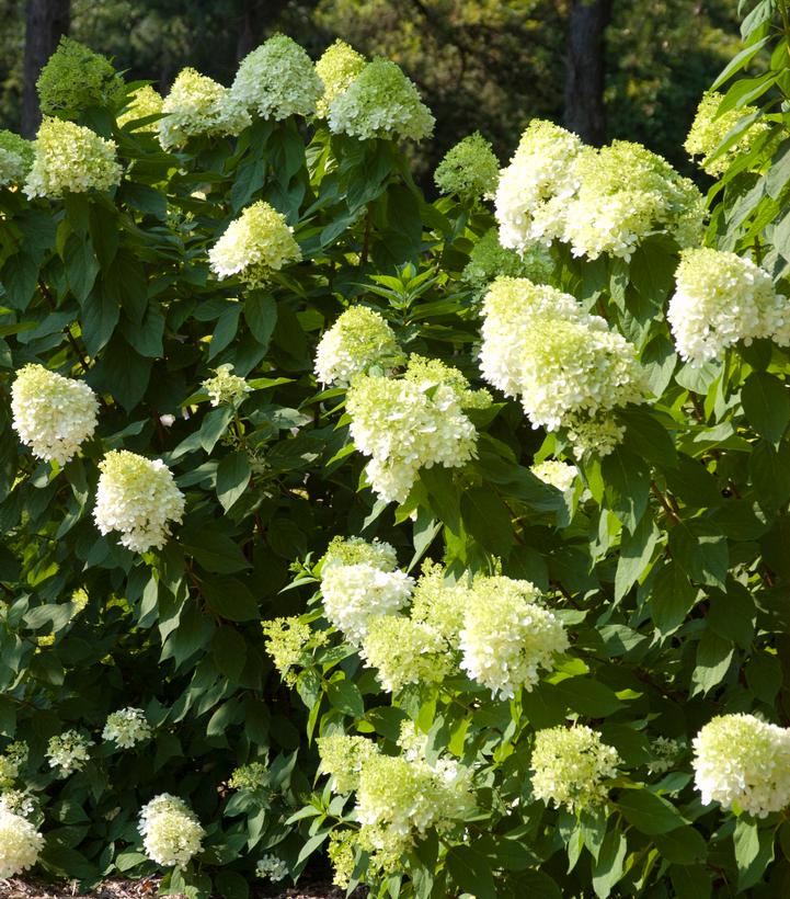 Vanilla Strawberry™ Panicle Hydrangea |Bailey Nurseries