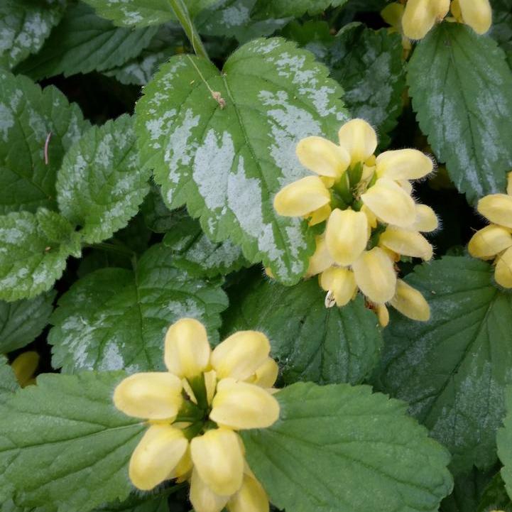 Variegated Archangel