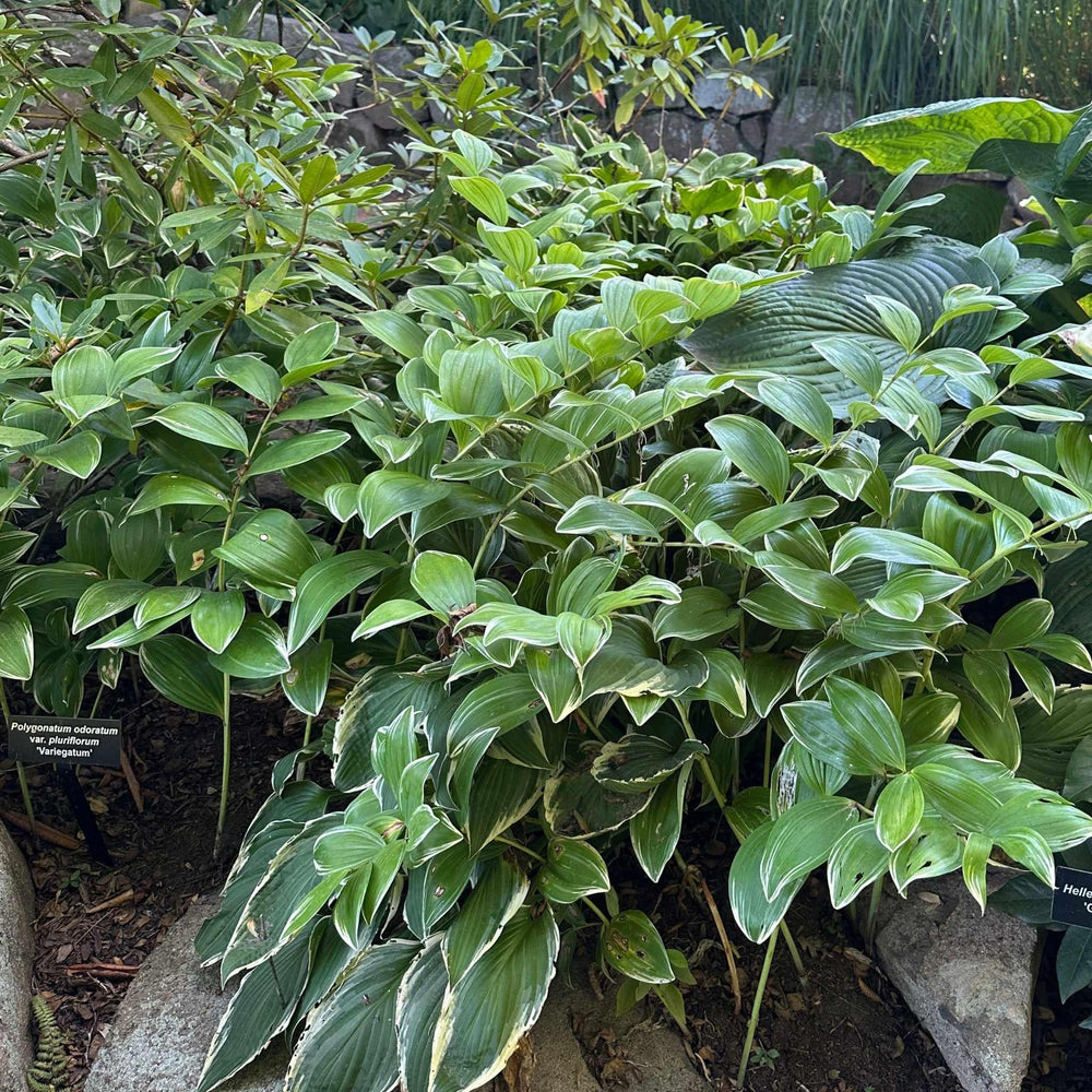 Variegated Solomon's Seal