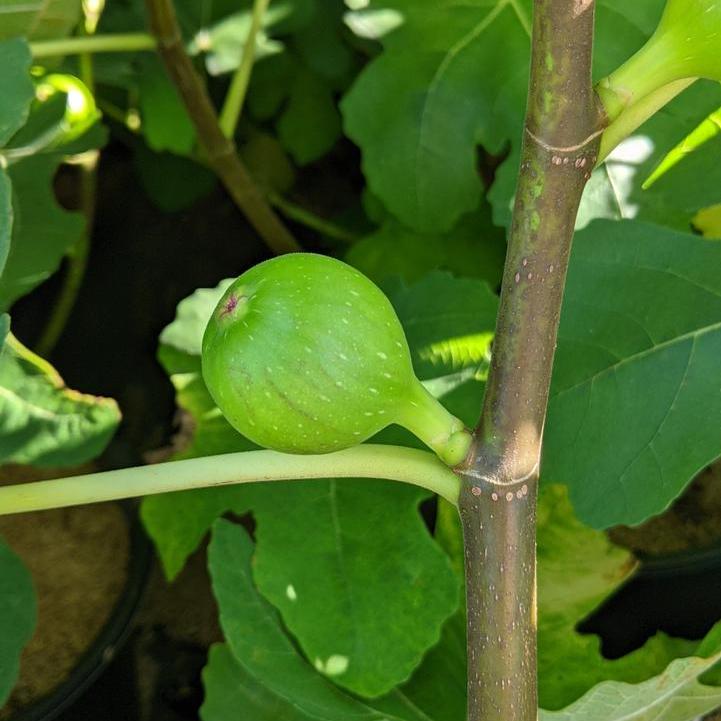 Verns Brown Turkey Fig