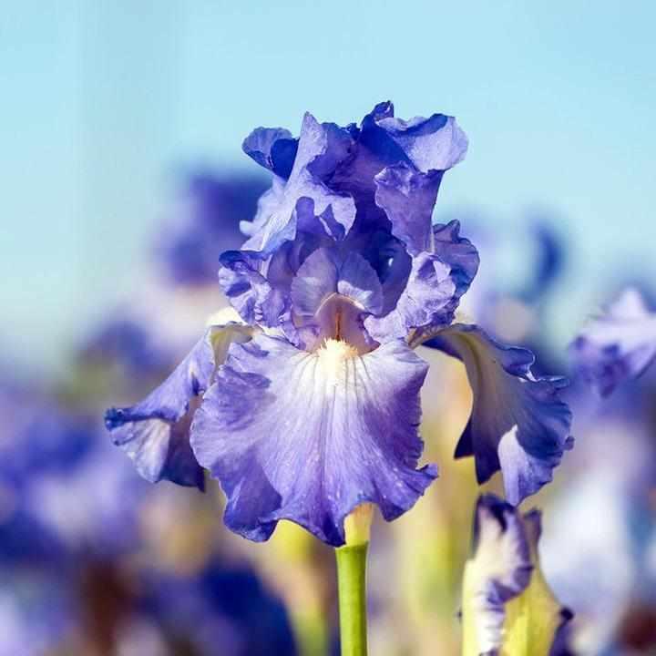 Victoria Falls Bearded Iris
