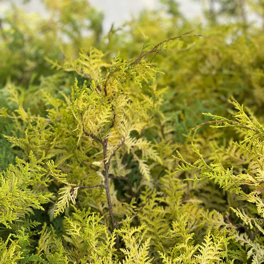 Vintage Gold Cypress