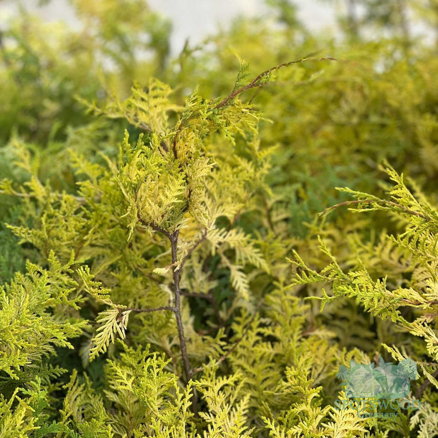 Vintage Gold Cypress