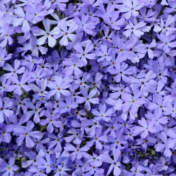 Violet Pinwheels Creeping Phlox