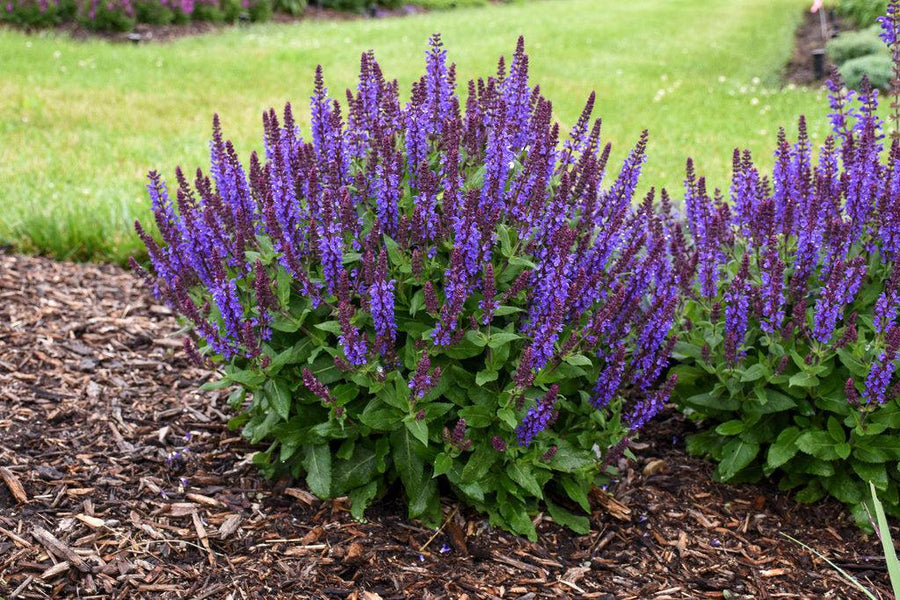 Violet Profusion' HB Salvia