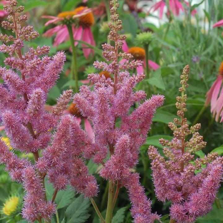 Visions Chinese Astilbe