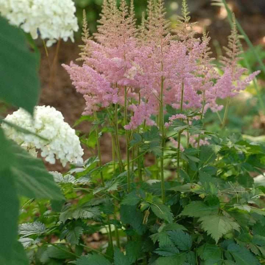 Visions in Pink Astilbe |Walters Gardens