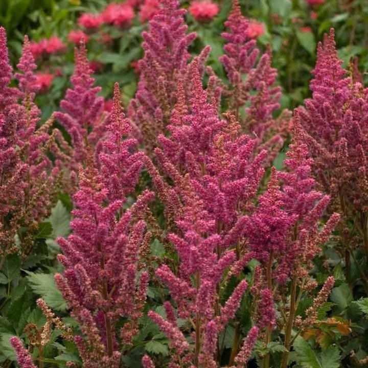 Visions in Red Astilbe |Walters Gardens