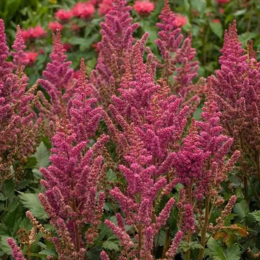 Visions in Red Astilbe |Walters Gardens