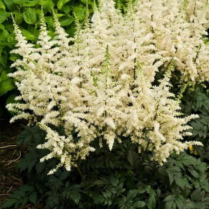 Visons in White Chinese Astilbe