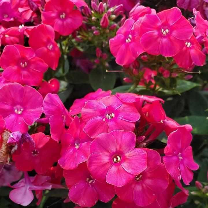 Volcano® Lipstick Garden Phlox