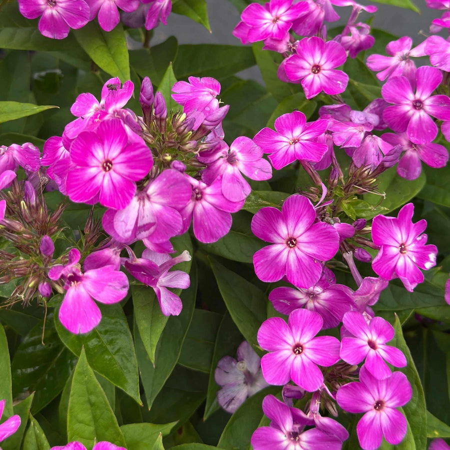 Volcano® Purple with White Eye Phlox