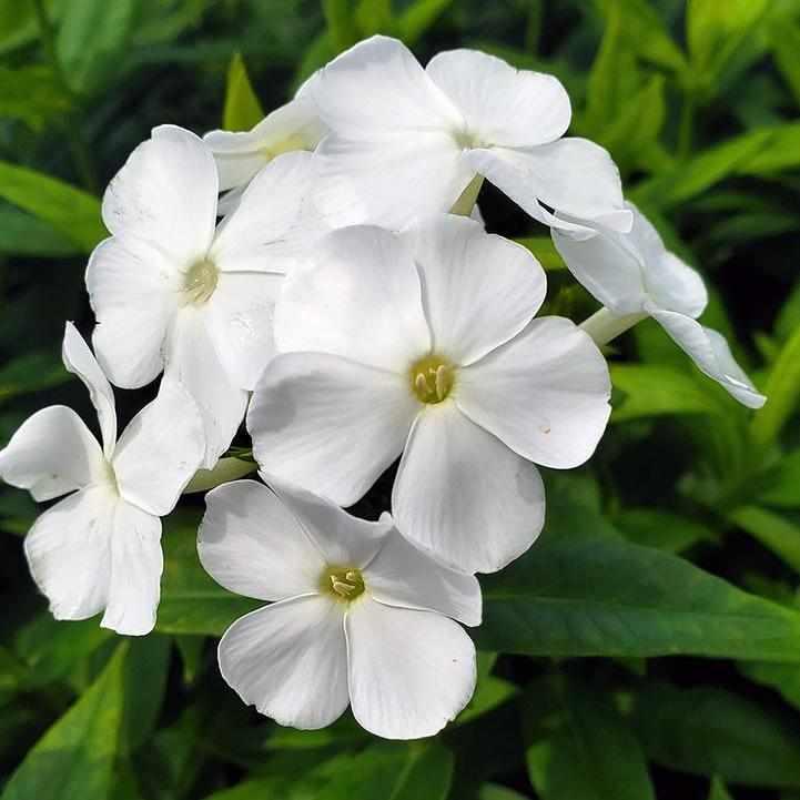 Volcano® White Garden Phlox