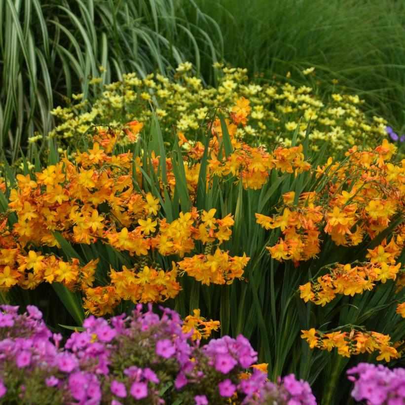 Walberton Yellow Montbretia