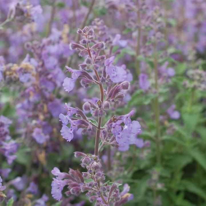 Walkers Low Catmint