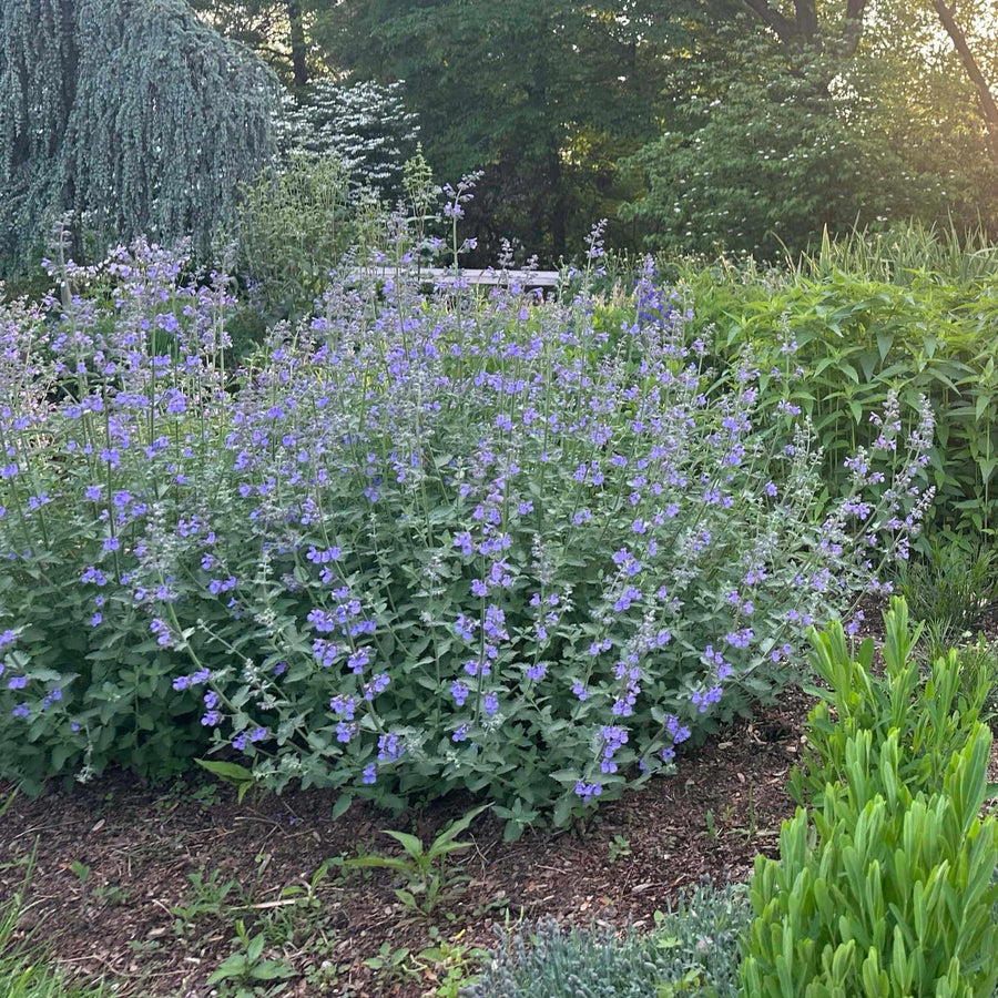 Walkers Low Catmint