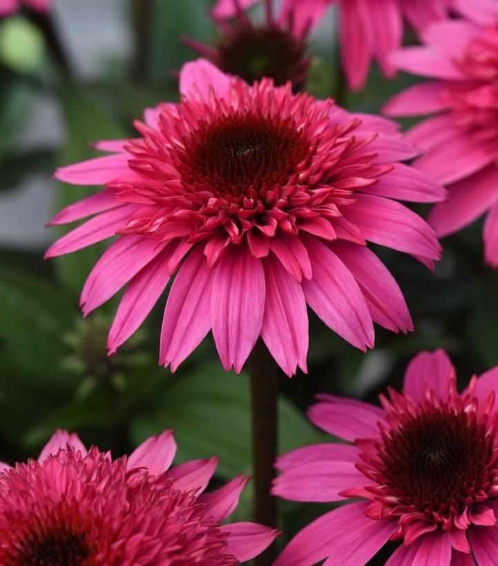 Watermelon Deluxe Double Scoop Coneflower
