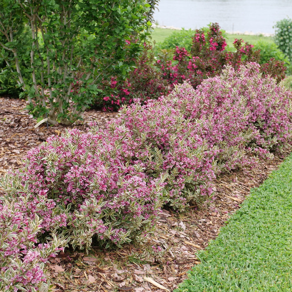 A row of pink flowering shrubs planted in a mulched garden bed |Proven Winners®