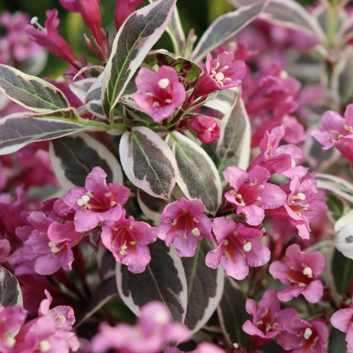 Close-up of a flowering plant with pink tubular flowers and variegated green and cream leaves.|Proven Winners®