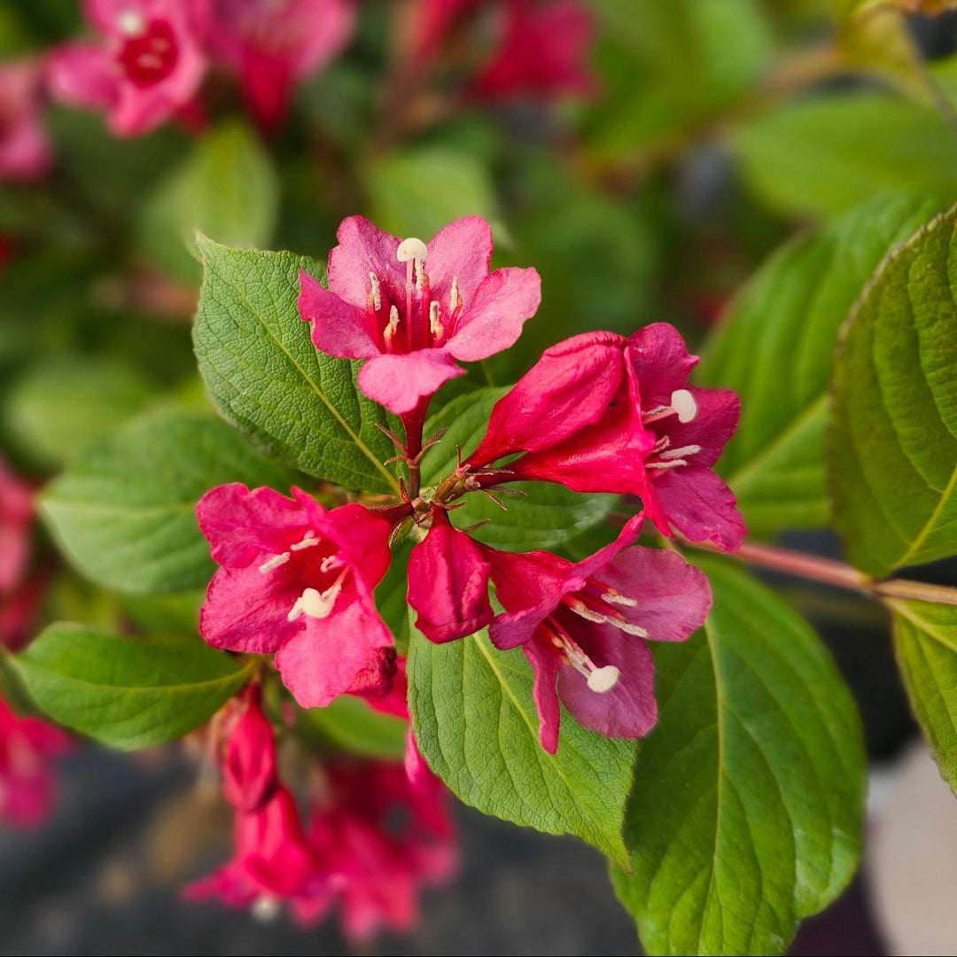 Sonic Bloom® Punch Weigela |Spotswood Greenery