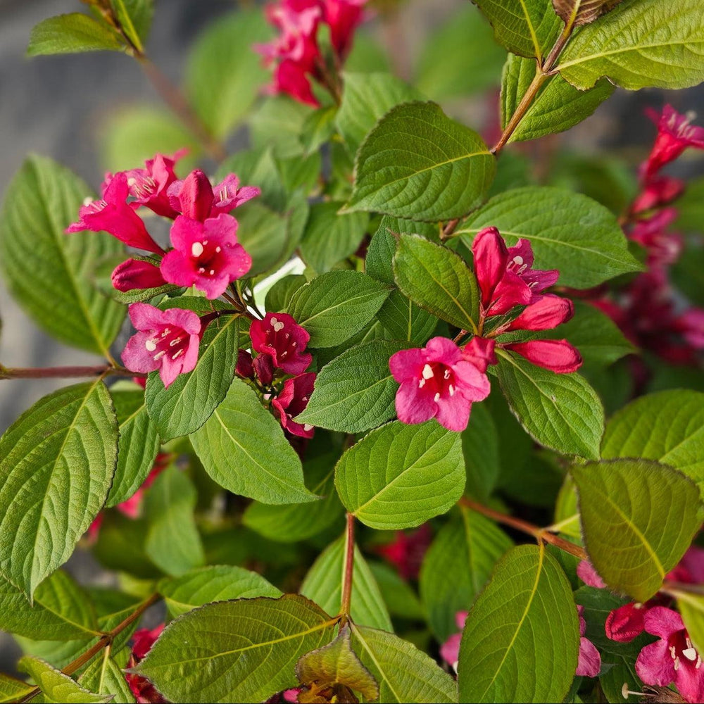 Sonic Bloom® Punch Weigela |Spotswood Greenery