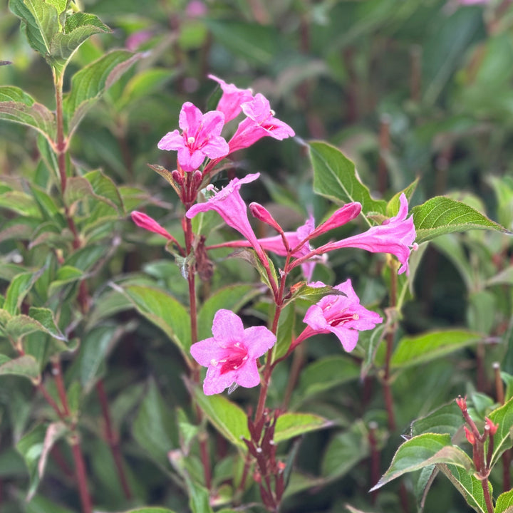 Sonic Bloom® Pure Pink Weigela