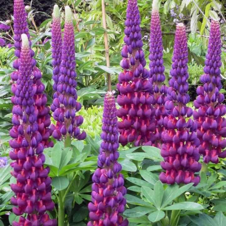 West Country® 'Masterpiece' Lupine