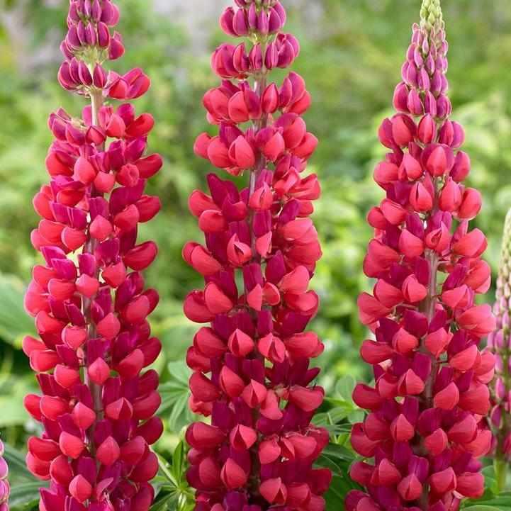 West Country® 'Red Rum' Lupine