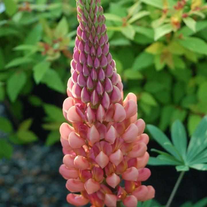 West Country® 'Towering Inferno' Lupine