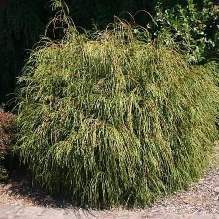 Whipcord Western Red Cedar