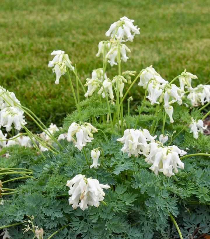 White Diamonds Fringed Bleeding Heart