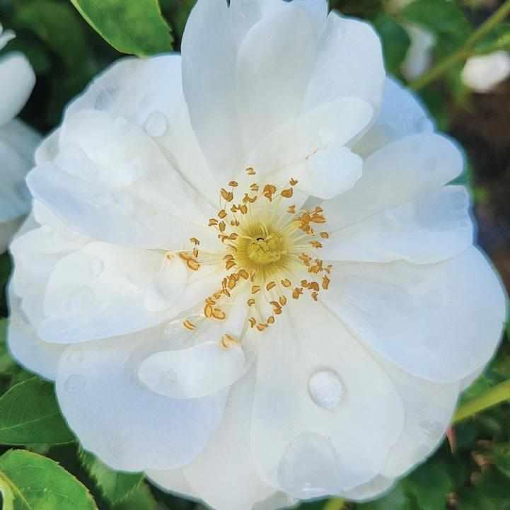White Flower Carpet Rose