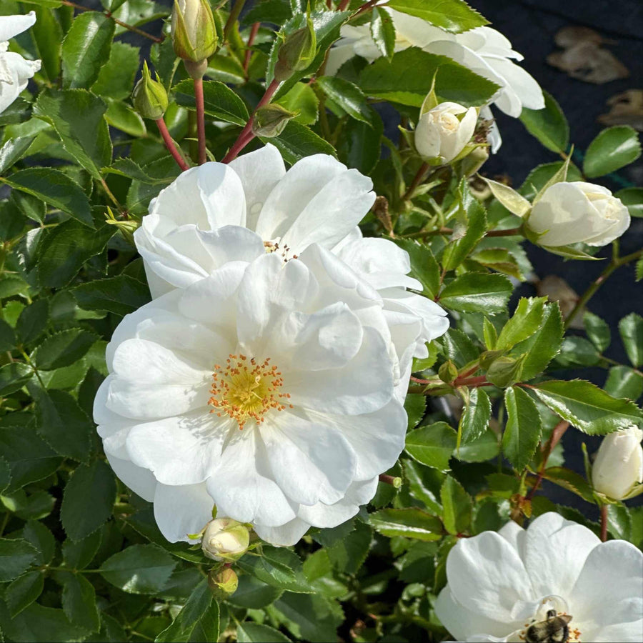 White Flower Carpet Rose