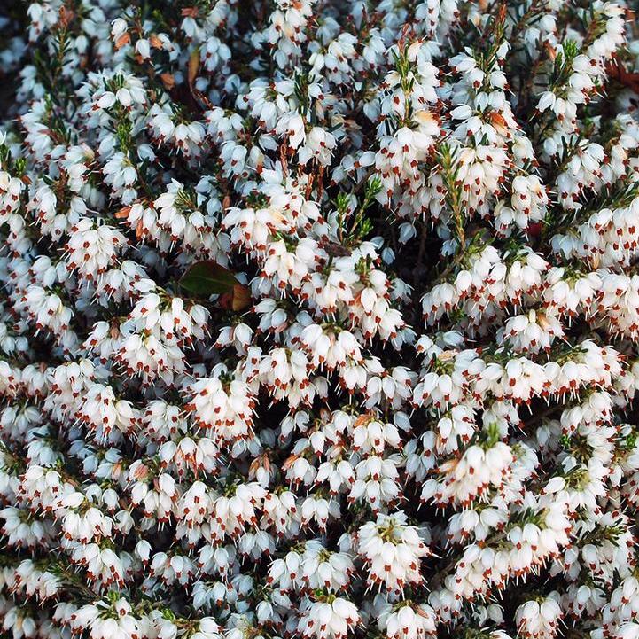 White Heather