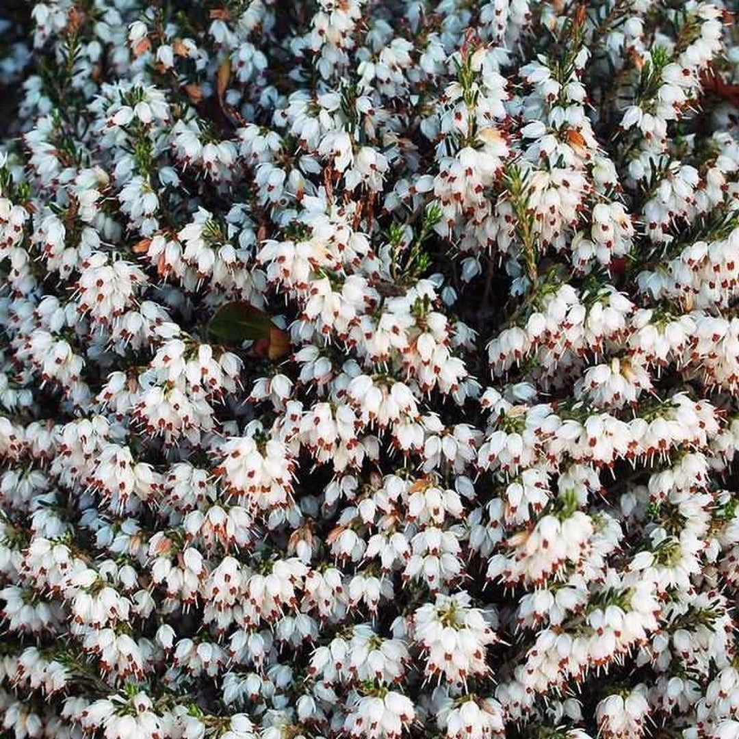 White Heather |Prides Corner Farms