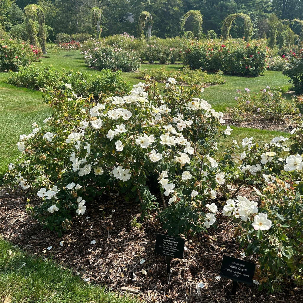 White Knock Out® Rose