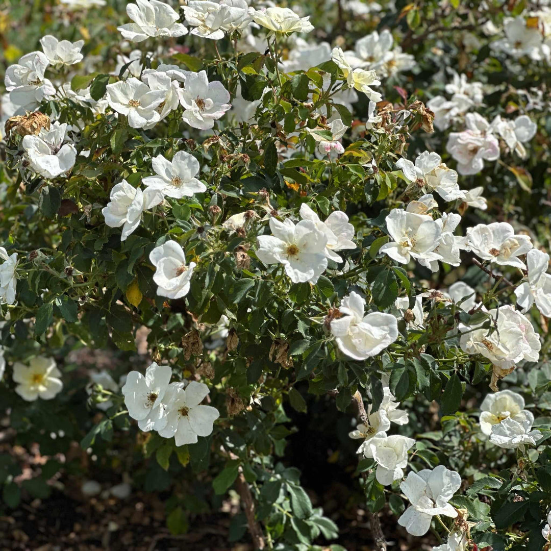 White Knock Out® Rose