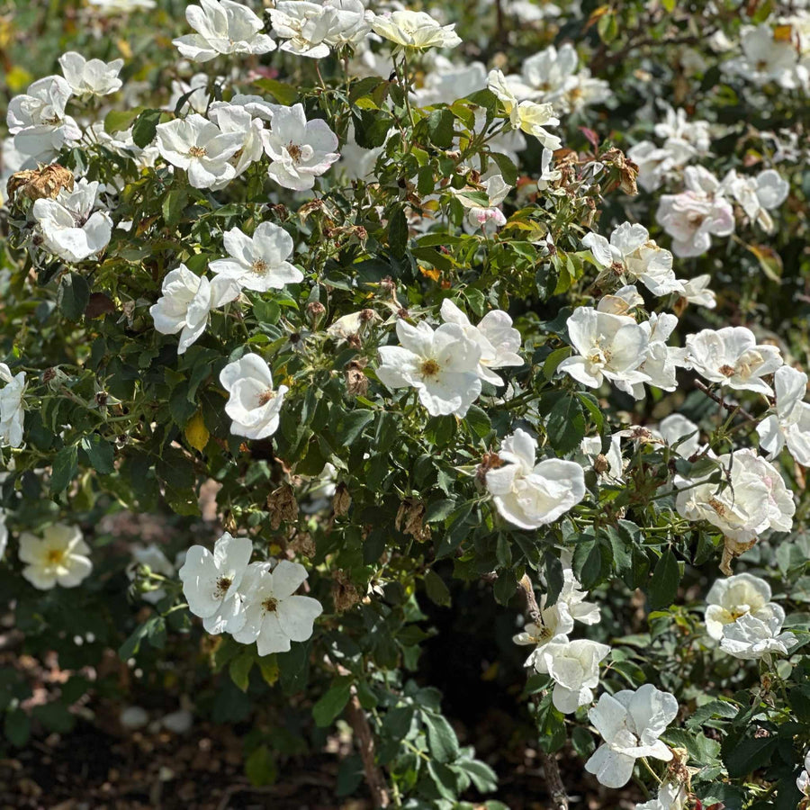 White Knock Out® Rose