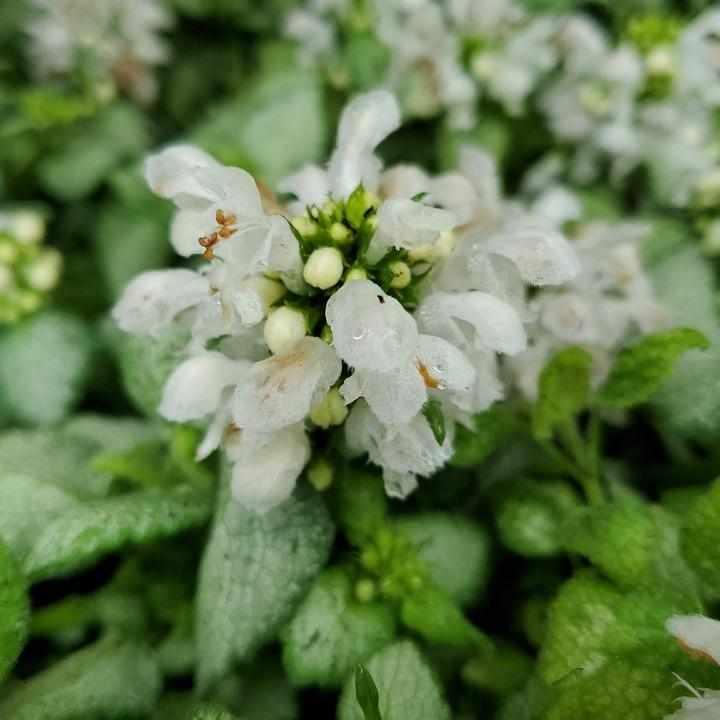 White Nancy Deadnettle