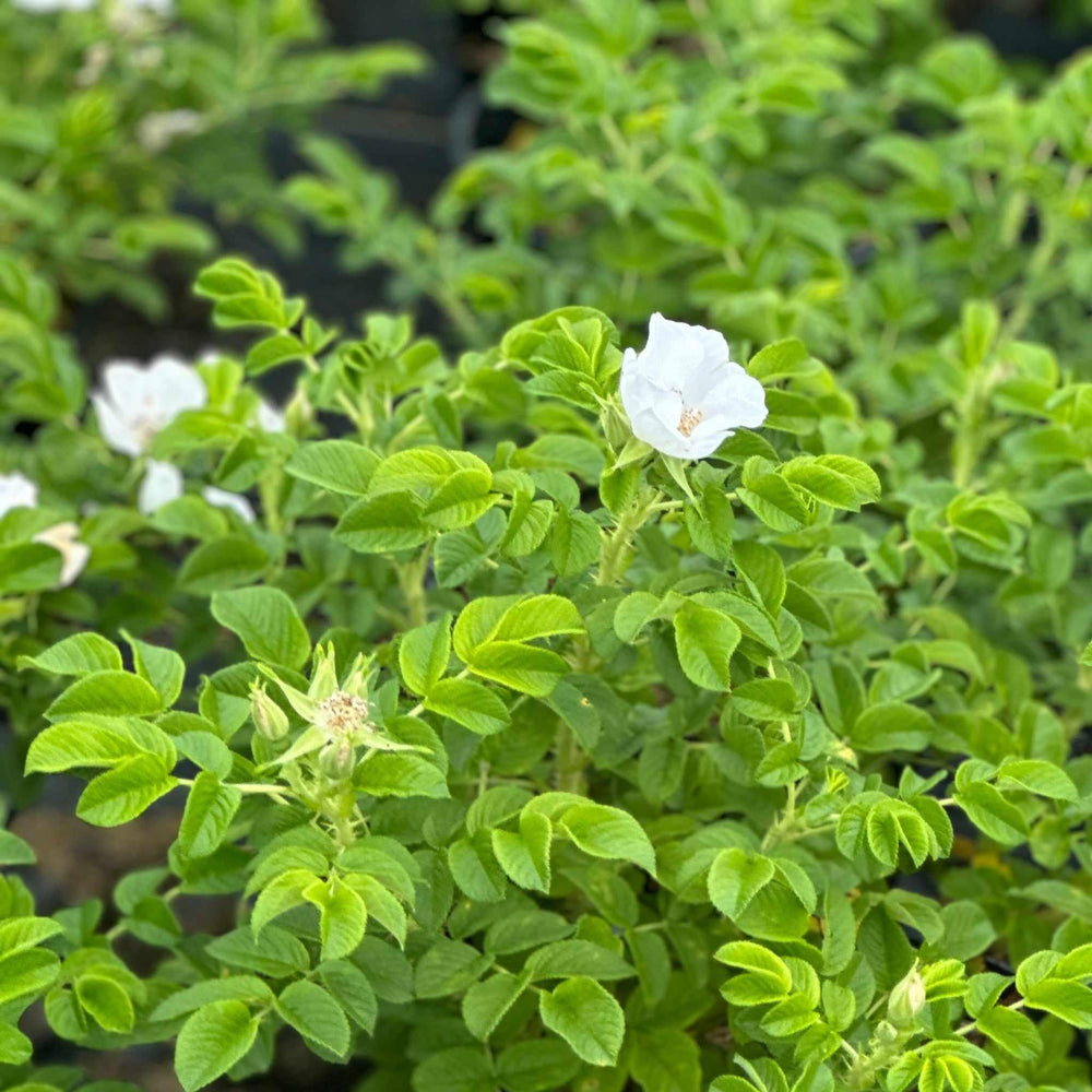White Rugosa Rosa