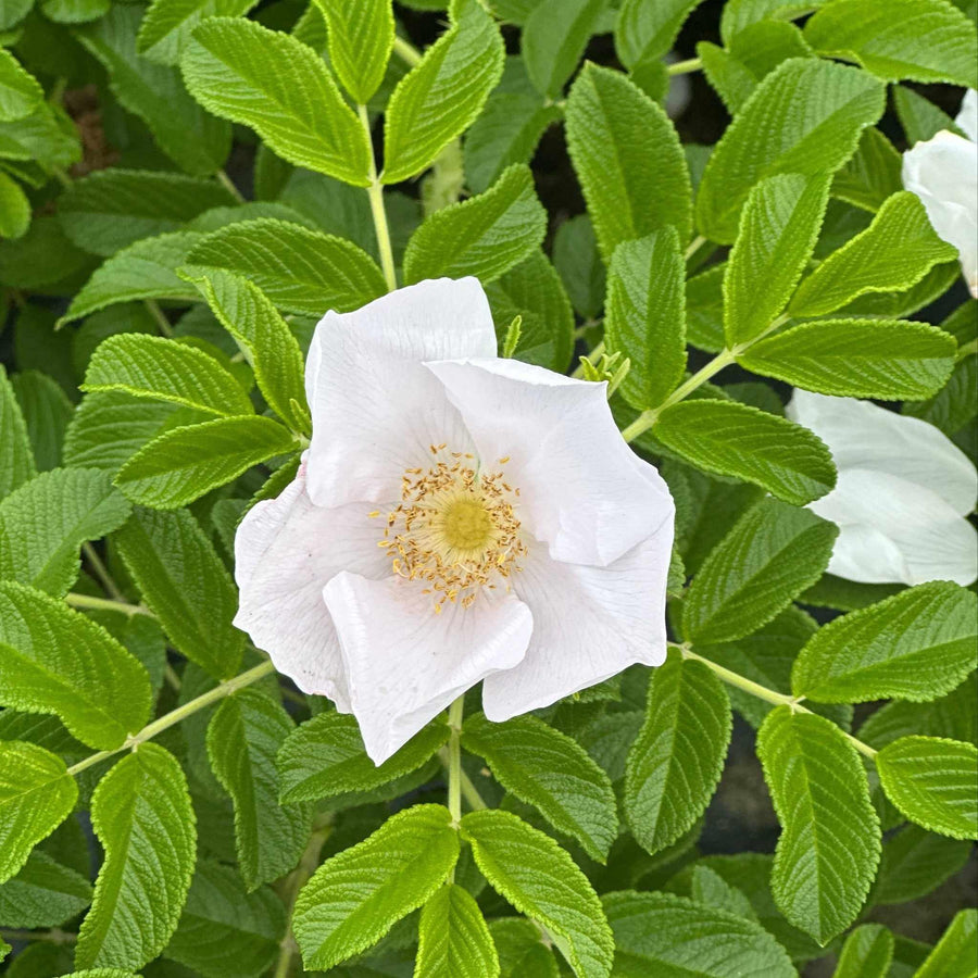 White Rugosa Rosa