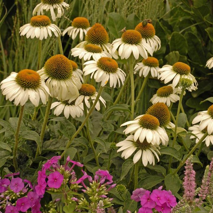 White Swan Coneflower