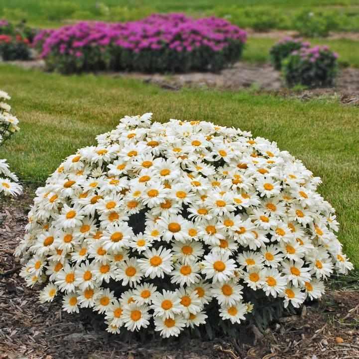 Whoops-a-Daisy Shasta Daisy